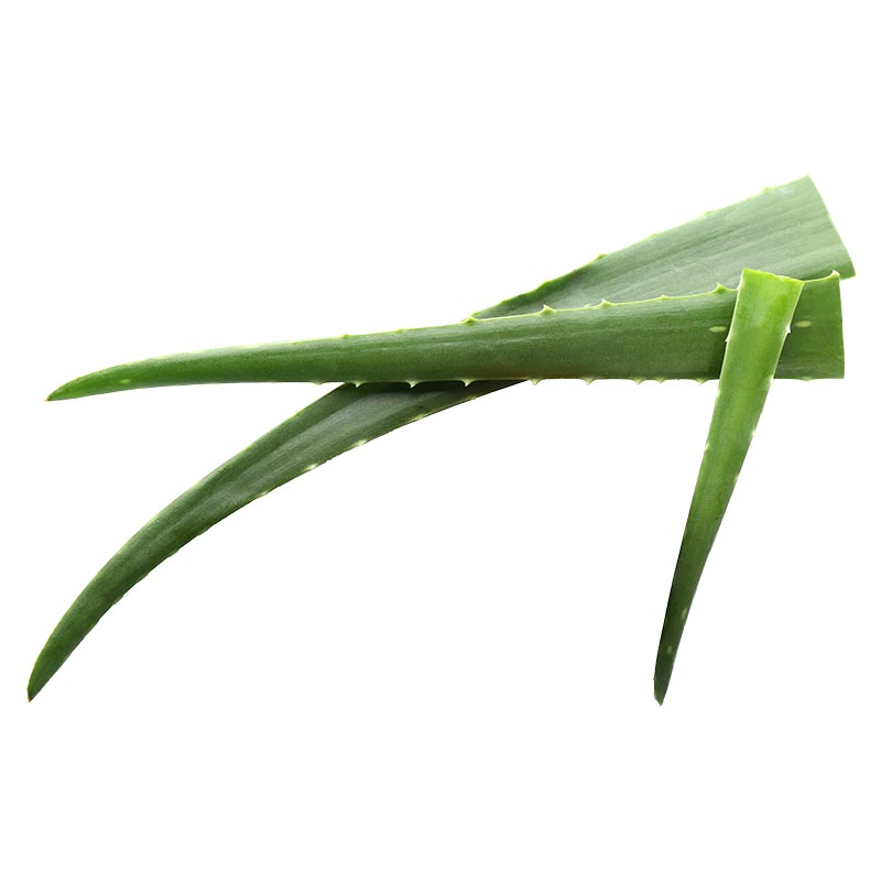 Läs mer om Stort Aloe vera-löv 1st/559g